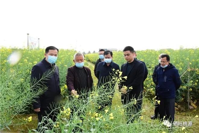 縣人大常委會主任江志暉帶隊調(diào)研富硒油茶、油菜高產(chǎn)技術(shù)